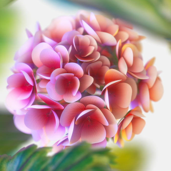 Tommy Hilfiger Tommy Now Eau de Toilette 100ml Spray