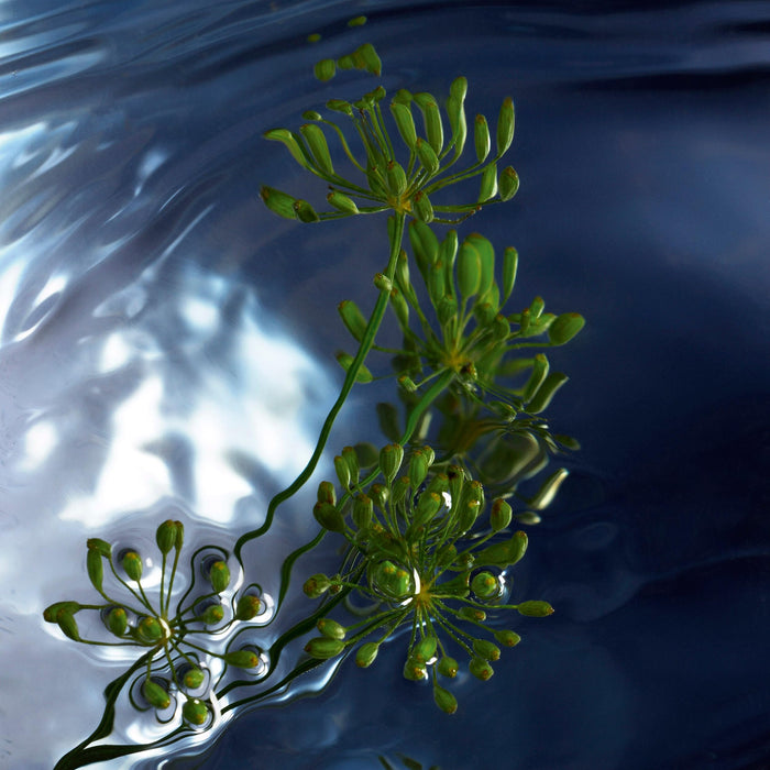 Davidoff Cool Water Reborn Eau de Toilette 125ml - Eau de Toilette at MyPerfumeShop by Davidoff