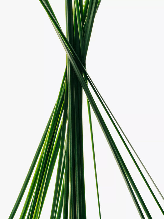 Loewe Esencia Eau de Toilette 100ml Spray